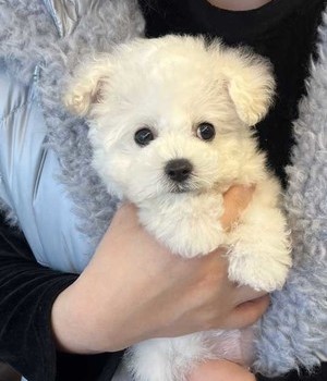 비숑프리제 분양후기 [24.3.3]