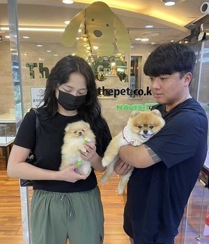 포메라니안 분양후기 [24.6.29]