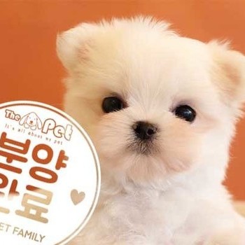 말티즈 ♀ 12.15 분양완료