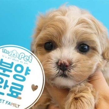 말티푸 ♀ 2.24 분양완료