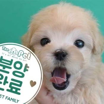 말티푸 ♀ 2.17 분양완료