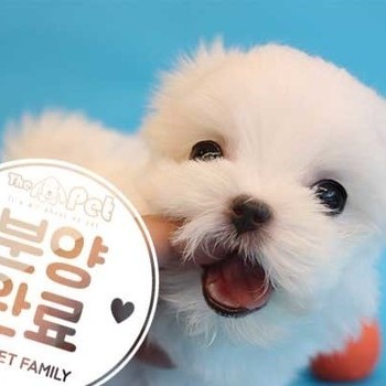 말티즈 ♀ 3.15 분양완료