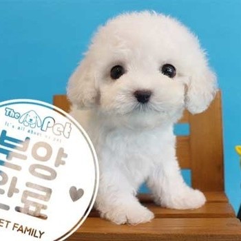 비숑프리제 ♂ 2.23 분양완료