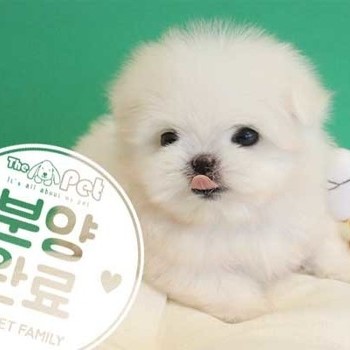 말티폼 ♂ 11.03 분양완료