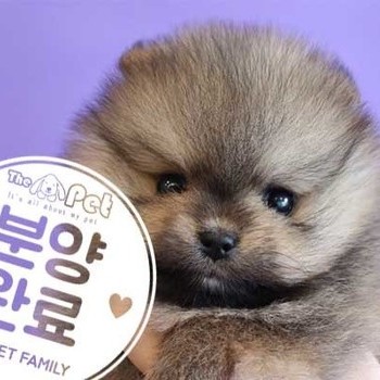 포메라니안 ♀ 8.26 분양완료