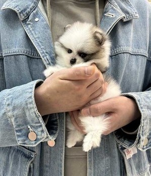 포메라니안 분양후기 [24.11.6]