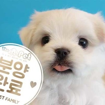 말티즈 ♂ 12.28 분양완료