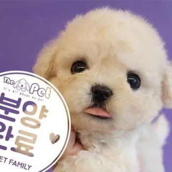말티푸 ♂ 7.30 분양완료