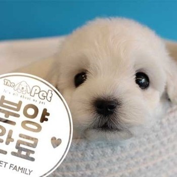 비숑프리제 ♂ 12.28 분양완료