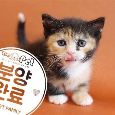 먼치킨 ♀ 9.10 분양완료