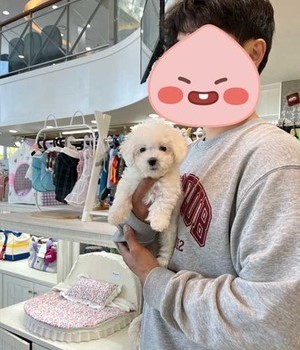 비숑프리제 분양후기 [24.5.8]