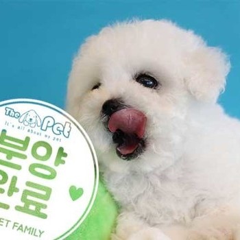 비숑프리제 ♂ 1.14 분양완료