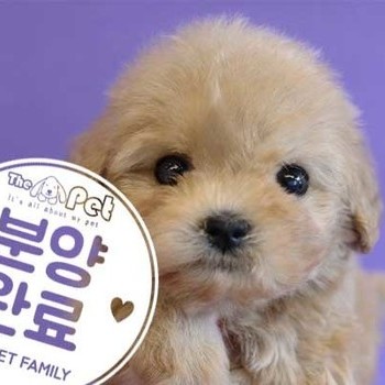 말티푸 ♀ 7.31 분양완료
