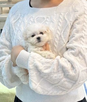 비숑프리제 분양후기 [24.10.19]