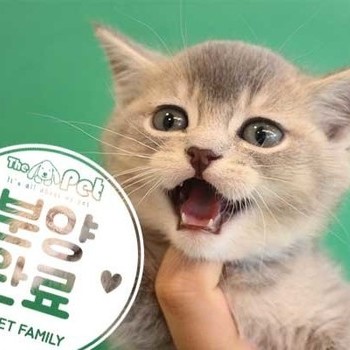 브리티쉬숏헤어 ♂ 2.15 분양완료