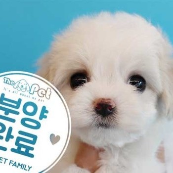 말티푸 ♀ 4.19 분양완료