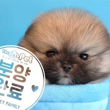 포메라니안 ♀ 3.8 분양완료