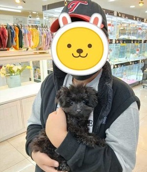 말티푸 분양후기 [24.11.19]