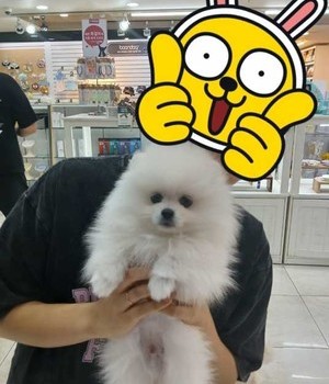 포메라니안 분양후기 [24.9.29]