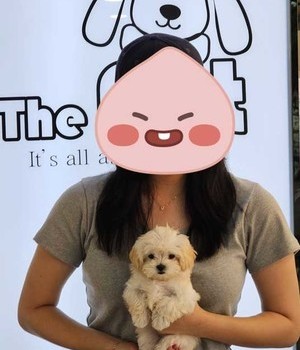 말티푸 분양후기/중리점 [24.8.11]