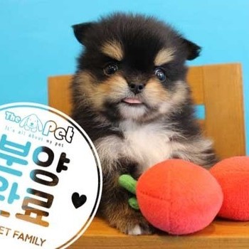 폼치 ♂ 1.28 분양완료