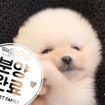 폼피츠 ♀ 01.21 분양완료
