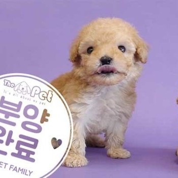 푸들 ♂ 9.24 분양완료