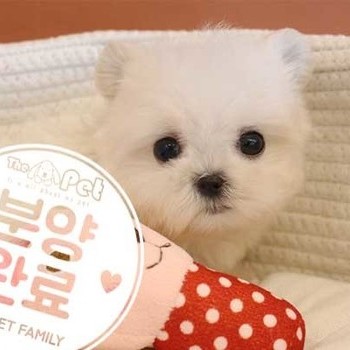 말티즈 ♂ 12.1 분양완료