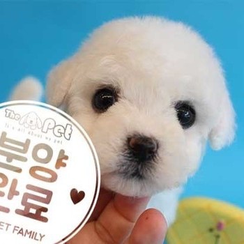 비숑프리제 ♀ 6.20 분양완료