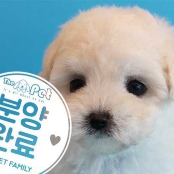 푸들 ♀ 3.29 분양완료