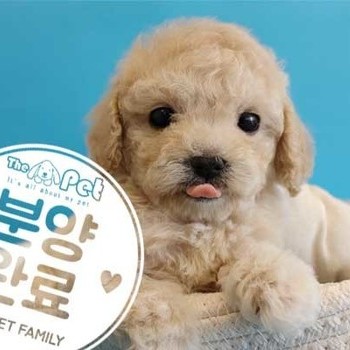 푸들 ♂ 12.7 분양완료