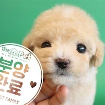 푸들 ♂ 10.07 분양완료