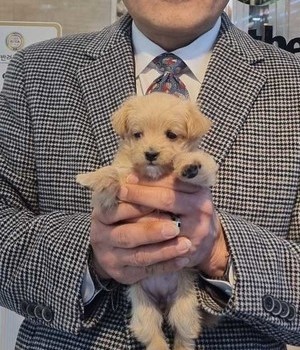말티푸 분양후기 [24.3.2]