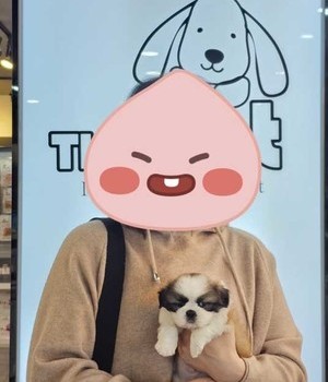 시츄 분양후기/중리점 [24.3.9]