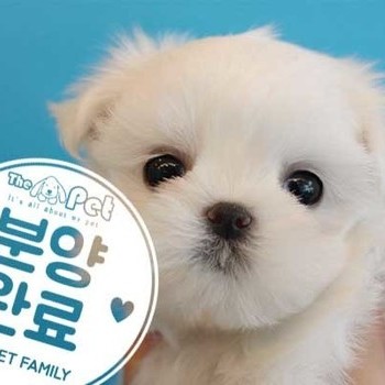 말티즈 ♀ 3.28 분양완료
