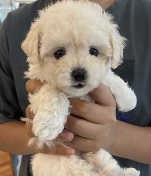 푸들 분양후기 [24.6.1]