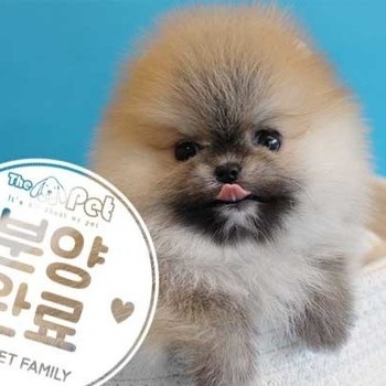 포메라니안 ♂ 11.11 분양완료