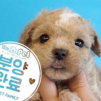 말티푸 ♂ 3.14 분양완료