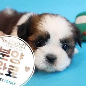 시츄 ♀ 6.1 분양완료