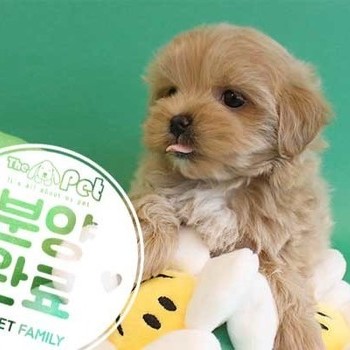 말티푸 ♂ 2.16 분양완료