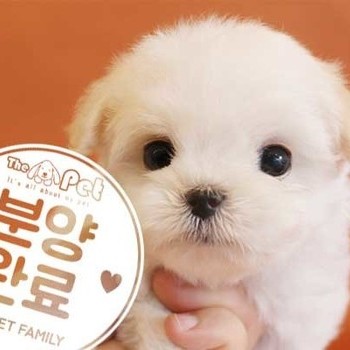 말티푸 ♀ 10.2 분양완료