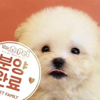 말티푸 ♀ 6.29 분양완료