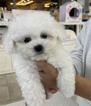 비숑프리제 분양후기 [24.3.23]