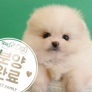 포메라니안 ♀ 11.17 분양완료