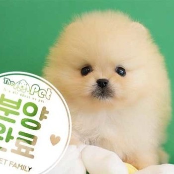포메라니안 ♀ 10.06 분양완료