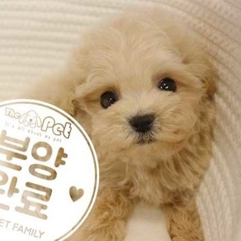 말티푸 ♂ 7.21 분양완료