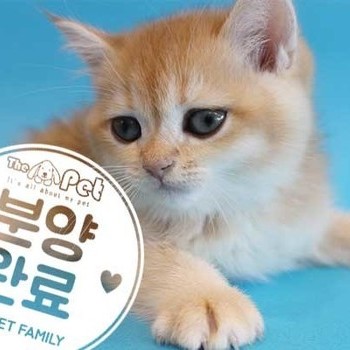  브리티쉬숏헤어 ♂ 5.20 분양완료