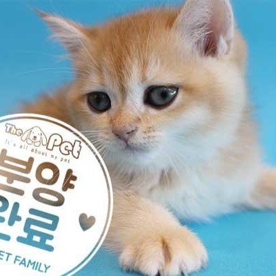  브리티쉬숏헤어 ♂ 5.20 분양완료