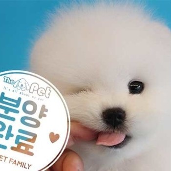 포메라니안 ♂ 4.12 분양완료