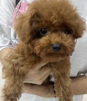 푸들 분양후기 [24.6.20]